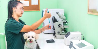 Veterinary surgical procedure in progress
