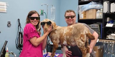 Veterinarian with a dog in a clinical exam room