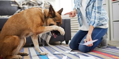 Veterinarian providing laser therapy treatment to dogs