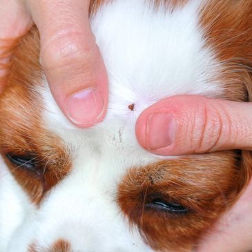 Parasites and diseases affecting pets — fleas, ticks, and heartworms