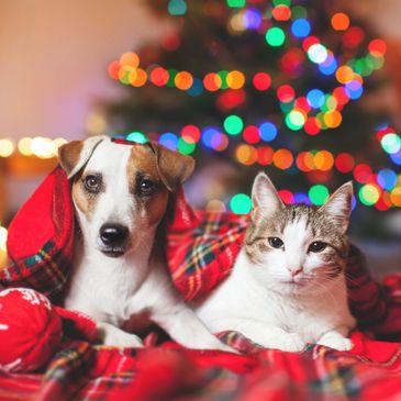 Holiday pet safety — decorations and festive foods hazards